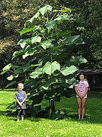     
: paulownia_elongata_seedling_sale.jpg
: 93
:	480.0 
ID:	685696