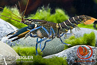     
: Cherax-sp.-IRIANTO-BLUE-WKTFT0637-800x534.jpg
: 353
:	123.0 
ID:	660247