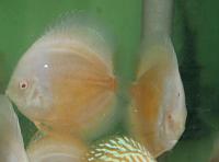     
: Albino Ogon 3.5inch.jpg
: 335
:	60.1 
ID:	167694