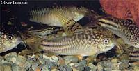     
: Corydoras_sp_C123.jpg
: 346
:	37.6 
ID:	68279