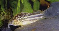     
: Corydoras_sp_C126.jpg
: 330
:	31.2 
ID:	68280