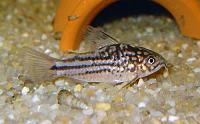     
: Corydoras_sp_C126_1.jpg
: 348
:	57.1 
ID:	68281