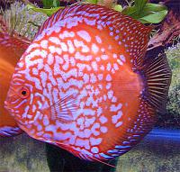     
: discus13.jpg
: 256
:	75.0 
ID:	168257