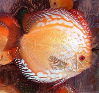     
: discus21.jpg
: 312
:	76.4 
ID:	311539