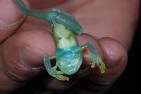     
: Cochranella granulosa 9 Glass Frog.jpg
: 405
:	108.4 
ID:	142985