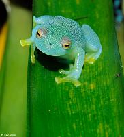     
: Cochranella granulosa 5 Glass Frog.jpg
: 344
:	201.2 
ID:	142986