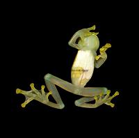     
: Centrolene quindianum 3 Glass Frog.jpg
: 315
:	71.5 
ID:	142988