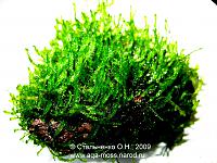     
: moss04_b.jpg
: 576
:	366.3 
ID:	73588