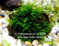     
: moss07_b.jpg
: 568
:	171.9 
ID:	73589