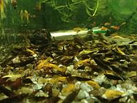     
:  Black Diamond Neocaridina.jpg
: 358
:	381.0 
ID:	679455