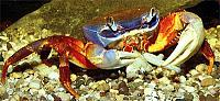     
: crab-01.jpg
: 292
:	37.1 
ID:	212078