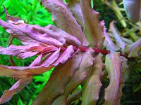     
: Ammannia gracilis .jpg
: 374
:	311.6 
ID:	155451