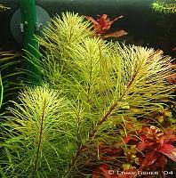     
: Rotala wallichii sp. Vietnam.jpg
: 490
:	95.8 
ID:	157372