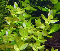     
: Bacopa caroliniana..jpg
: 583
:	22.8 
ID:	157374