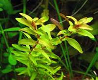     
: Rotala macrandra 'Green Narrow Leaf'm.jpg
: 592
:	32.6 
ID:	157605