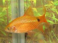     
: Barbus conchonius gold 1.jpg
: 477
:	46.1 
ID:	465011