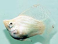     
: fish_102.jpg
: 422
:	19.1 
ID:	465555