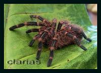     
: Grammostola aureostriata 241.jpg
: 724
:	101.1 
ID:	50888