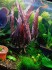 Barclaya_periana-1.jpg