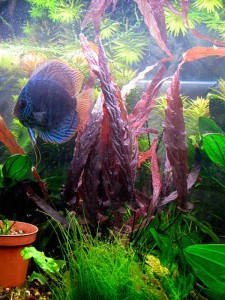 Barclaya_periana-3.jpg