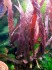 Barclaya_periana-4.jpg
