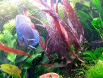Barclaya_periana-5.jpg