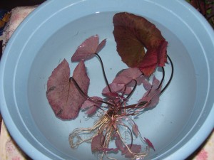 IMG_5945.JPG