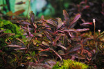 Bucephalandra sp. Brownie Brown (2).JPG