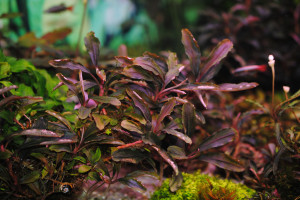 Bucephalandra sp. Brownie Brown (2).JPG