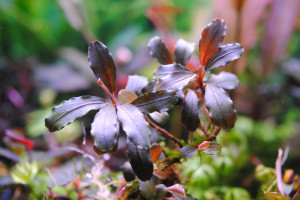 Bucephalandra sp. Brownie Helena (1).JPG