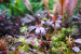 Bucephalandra sp. Brownie Helena (3).JPG