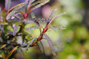 Bucephalandra sp. Fake Catherineae (1).JPG