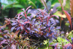 Bucephalandra sp. Kedagang (2).JPG