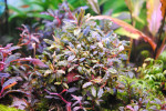 Bucephalandra sp. Kualakuayan 1 (1).JPG