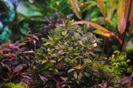 Bucephalandra sp. Kualakuayan 1 (2).JPG