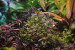 Bucephalandra sp. Kualakuayan 1 (2).JPG