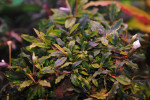 Bucephalandra sp. Kualakuayan 1 (3).JPG