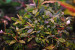 Bucephalandra sp. Kualakuayan 1 (3).JPG