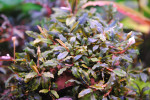 Bucephalandra sp. Kualakuayan 1 (4).JPG