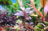 Bucephalandra sp. Sexy Pink (1).JPG
