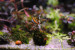 Bucephalandra sp. Xerxes (3).JPG