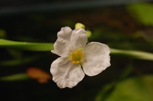 DSC_0007.JPG