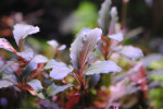 DSC_0007.JPG