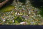 DSC_1050.JPG