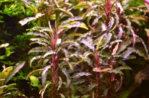 DSC_3736.JPG