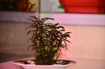 DSC_3753.JPG