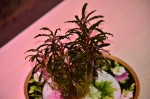 DSC_3755.JPG