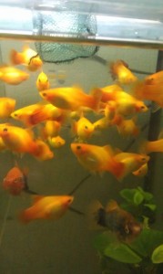 IMAG0356.jpg