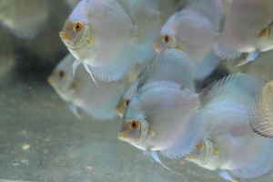 IMG_7150.JPG