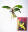 Treasure-2011-West-Kalimantan-3.jpg